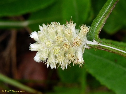 {Pterocaulon pycnostachyum}